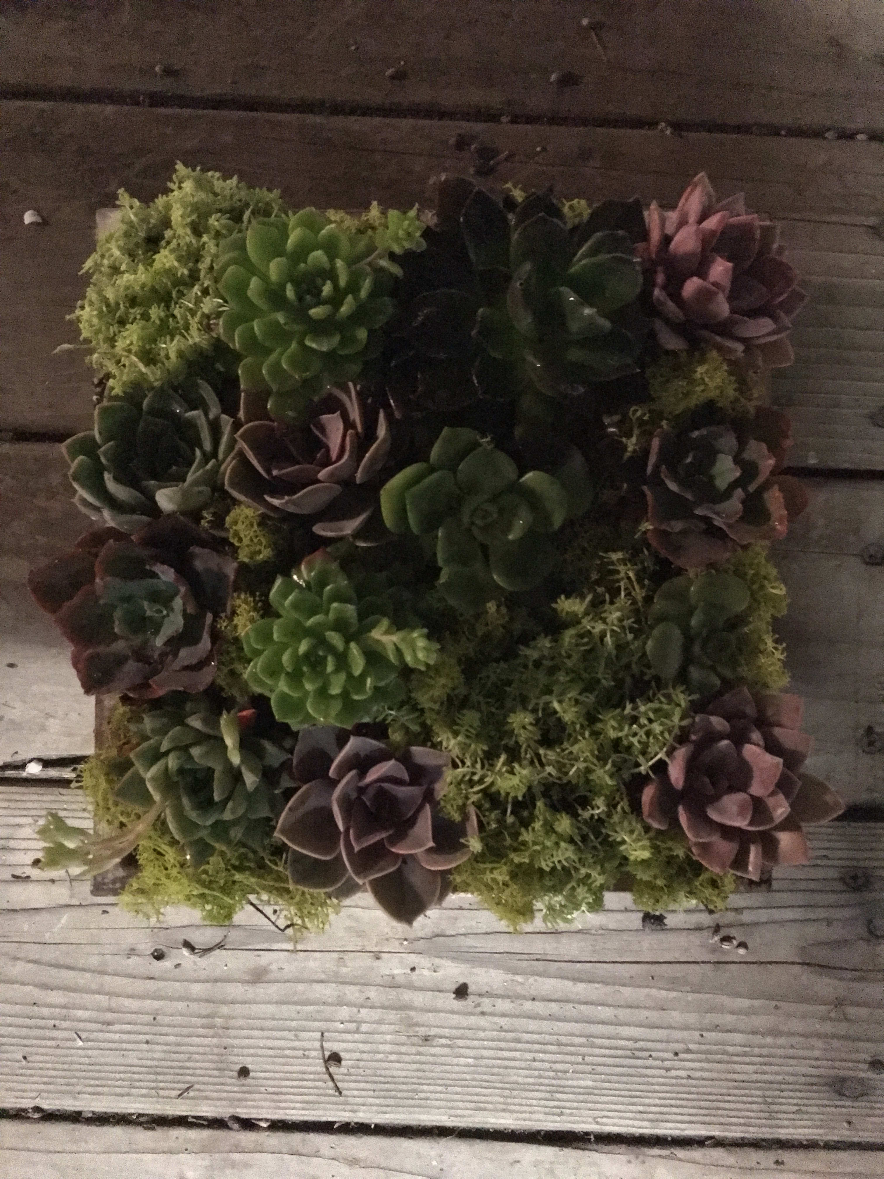 Square succulent arrangement with green and purple rosettes