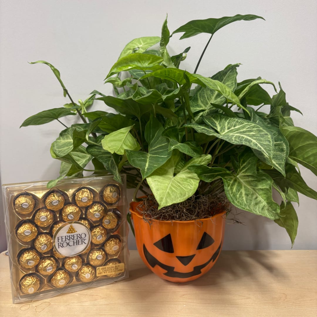 Potted green plant in a jack-o'-lantern container beside a box of Ferrero Rocher chocolates