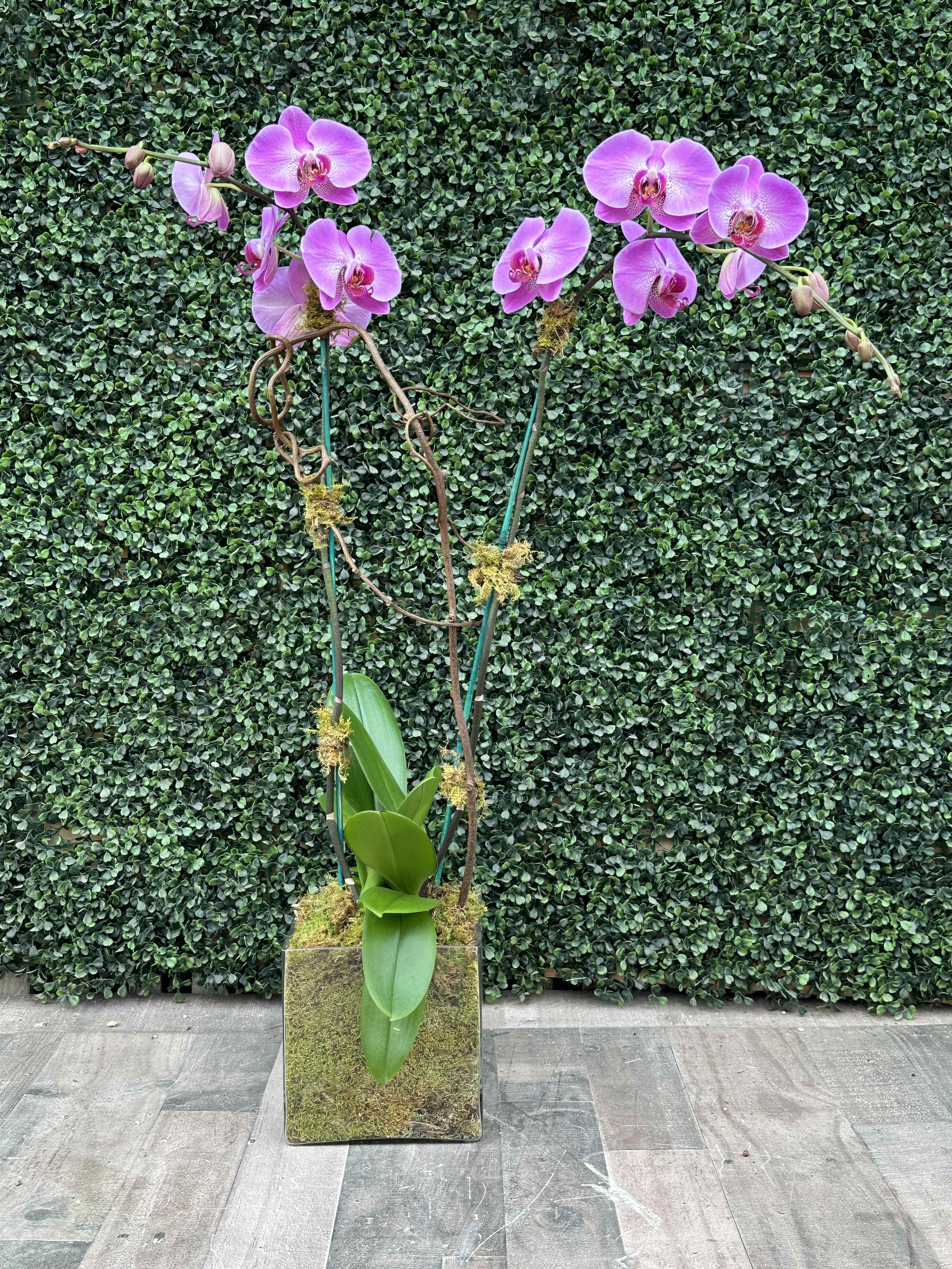 Two pink orchid stems in a square moss-covered planter.