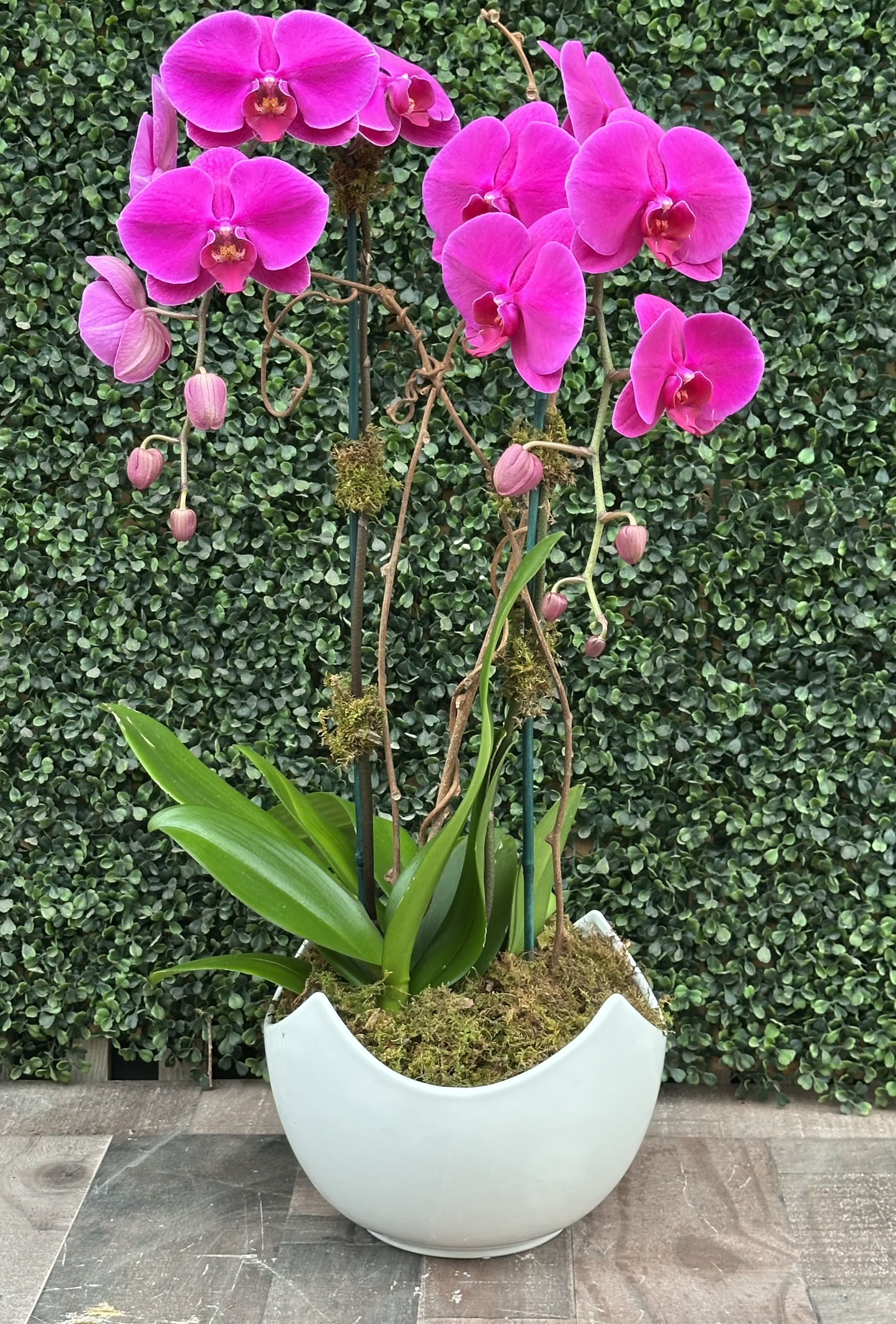 Pink orchid plant in a white ceramic planter