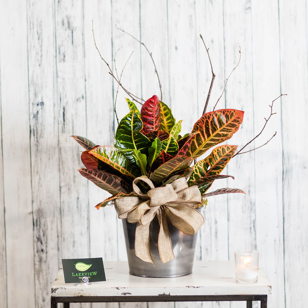 Prestige - A croton plant presented in a metallic copper container adds a classy touch to traditional autumn.  Approximate Dimensions: 18" H X 12" W 