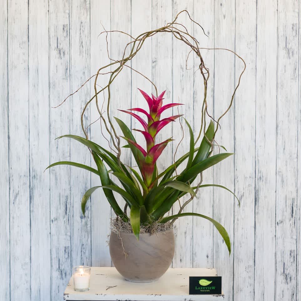 Potted bromeliad with pink blooms and a twig arch in a gray planter