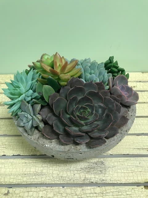 Assorted succulents arranged in a shallow concrete bowl
