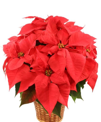 Red poinsettia plant with large bracts in a woven basket container