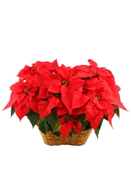 Red poinsettia plant with many blooms arranged in a woven basket