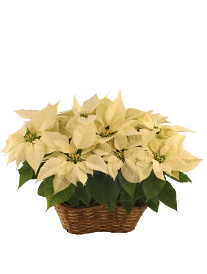 White poinsettia plant in a brown wicker basket