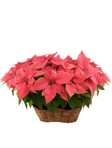 Pink poinsettia plant in a woven basket container