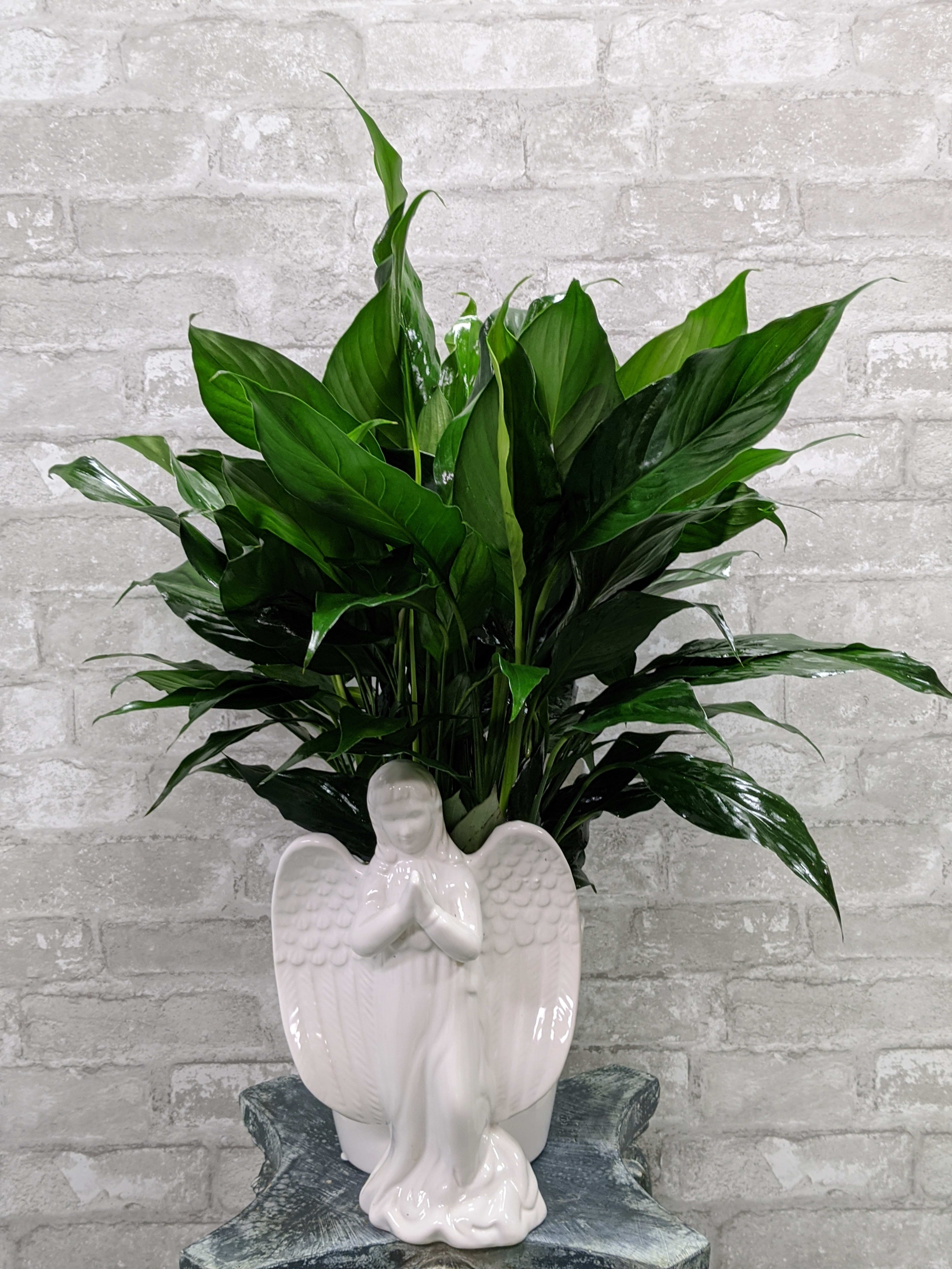 Potted green plant in a white angel-shaped ceramic planter