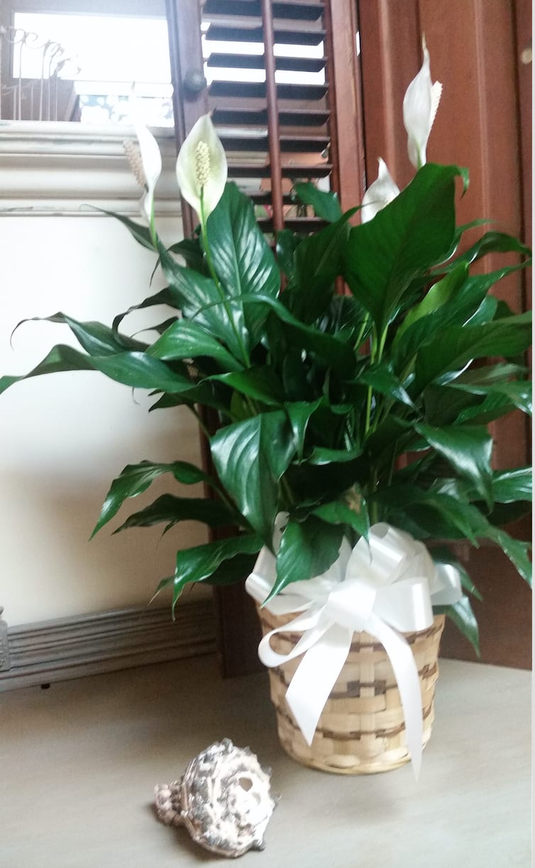 Potted peace lily with white blooms in a woven basket tied with a white bow