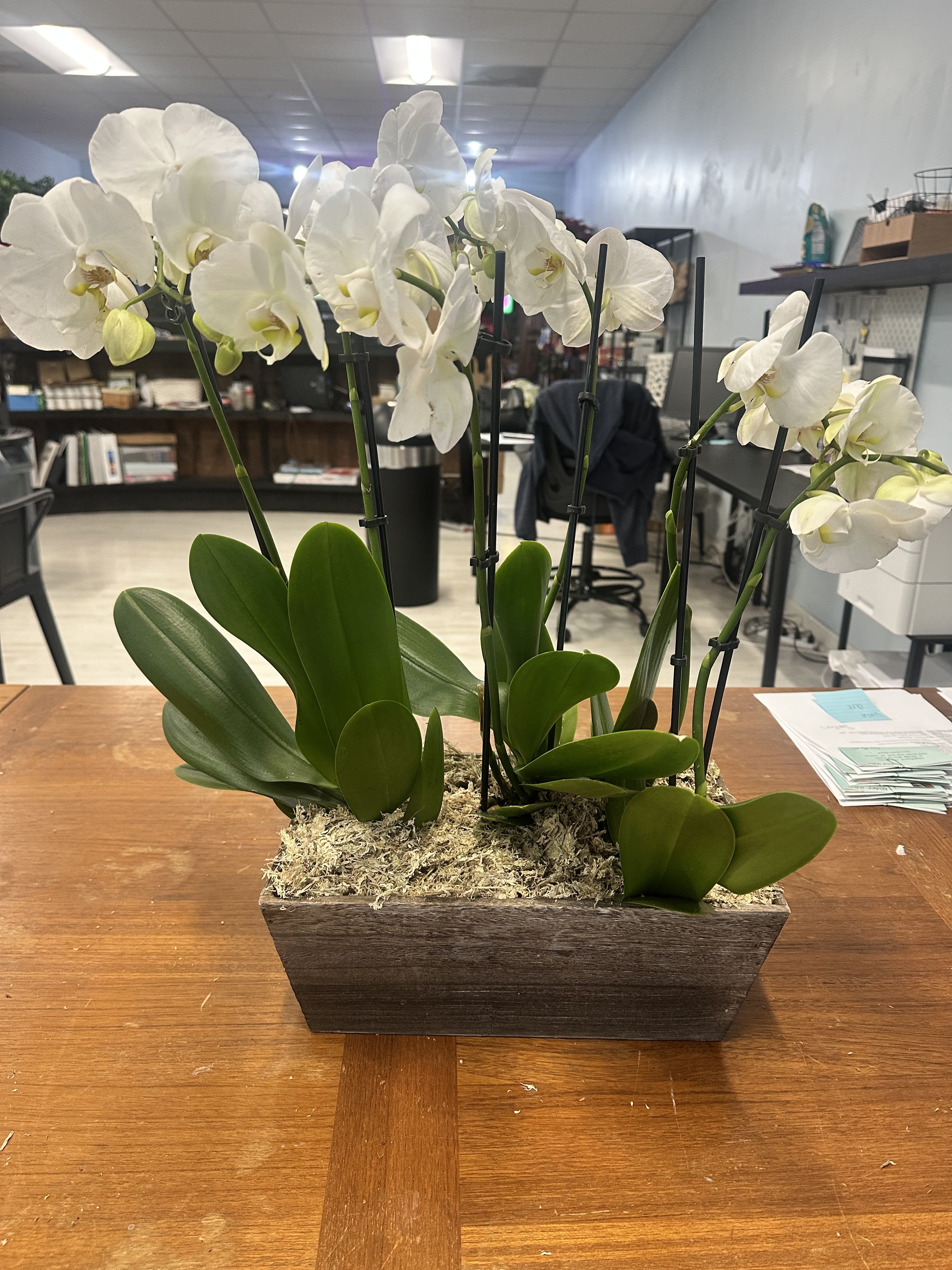 White orchids in a rectangular wooden planter