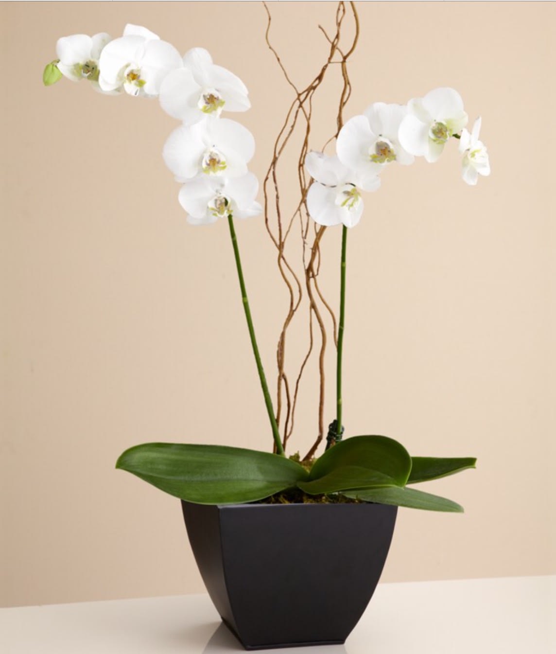 White orchid plant in a black pot with twisting branches