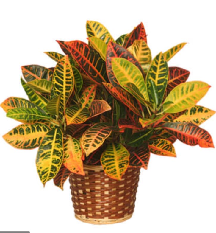 Potted croton plant with multicolored leaves in a woven basket