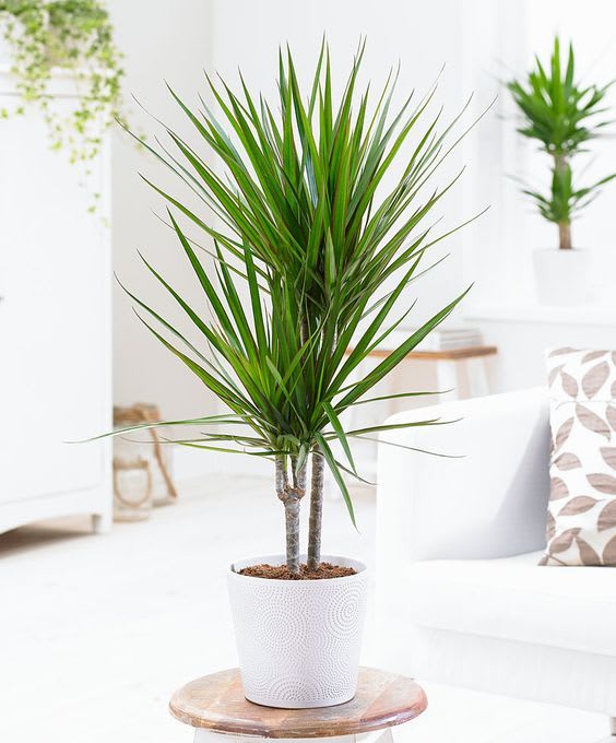 Potted dracaena plant in a white textured pot