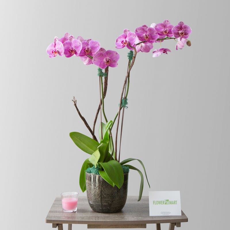 Pink orchid plant in a dark pot with a small candle and card
