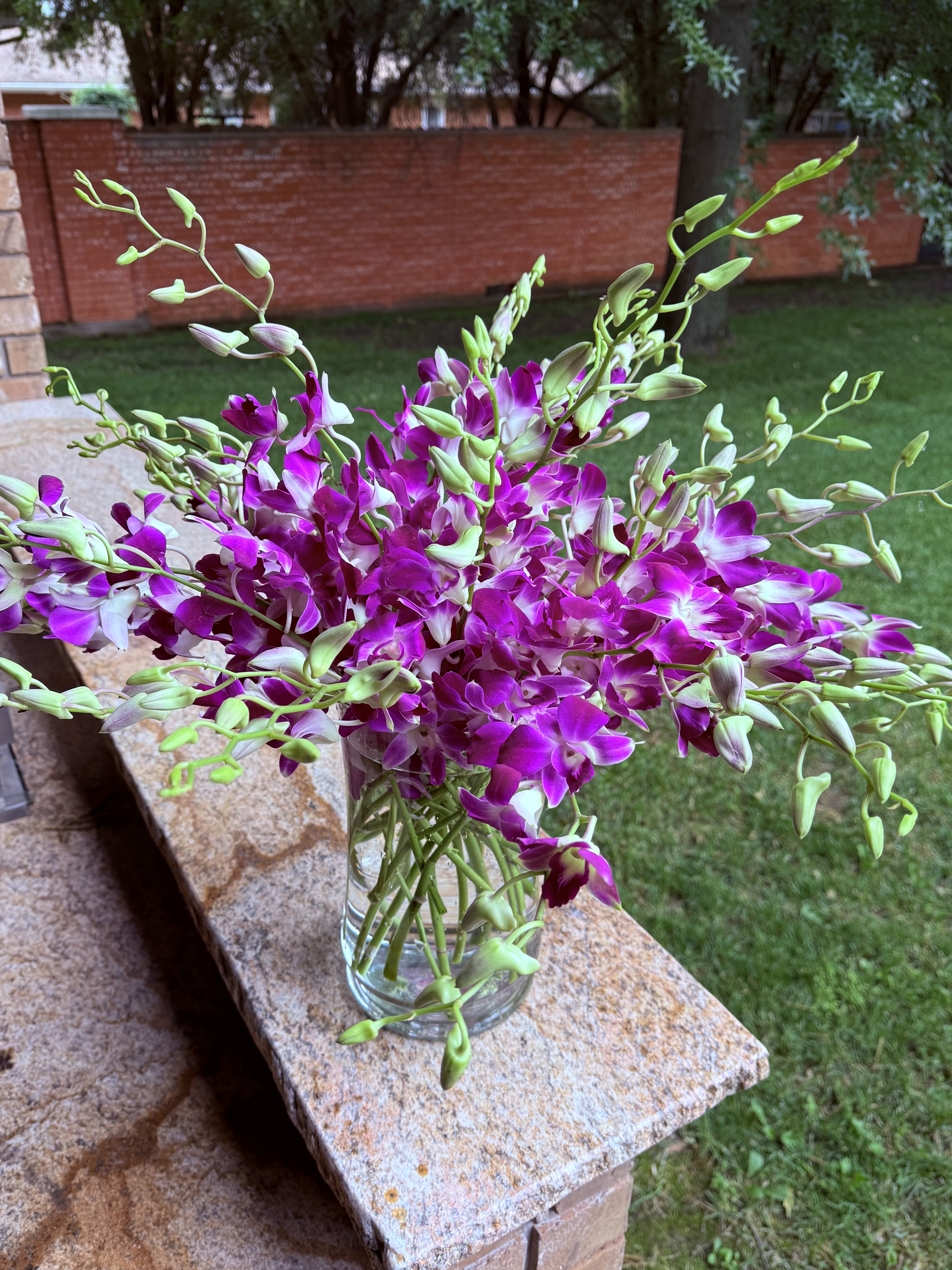 Beautiful orchids  - 30 pink and white orchids 