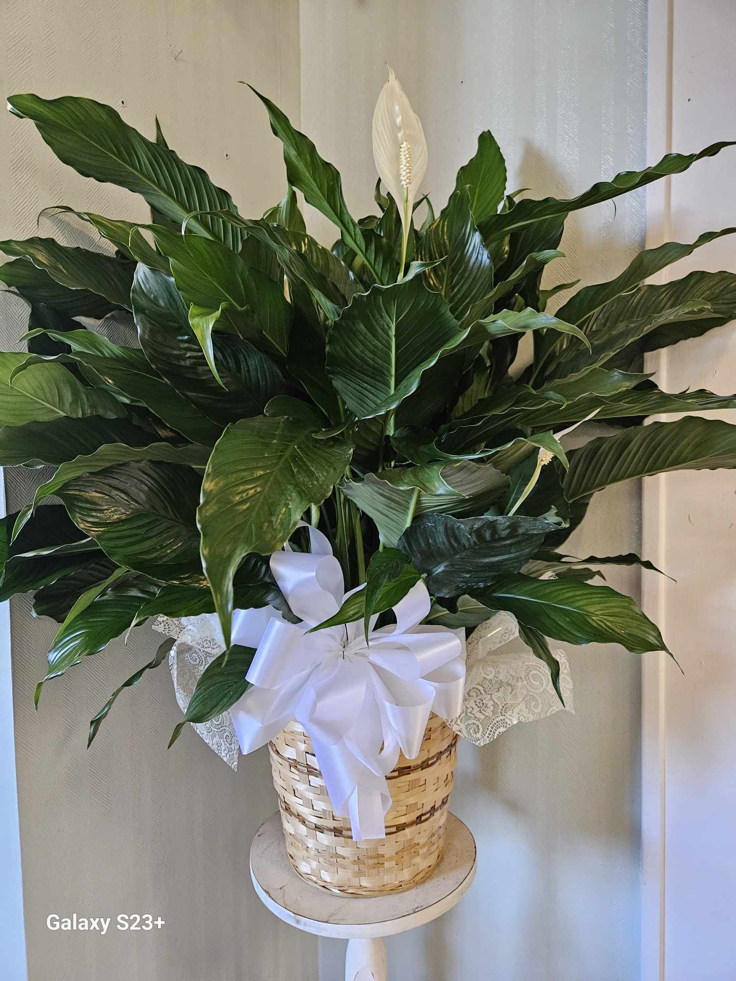 Large peace lily plant in a woven basket with a white bow