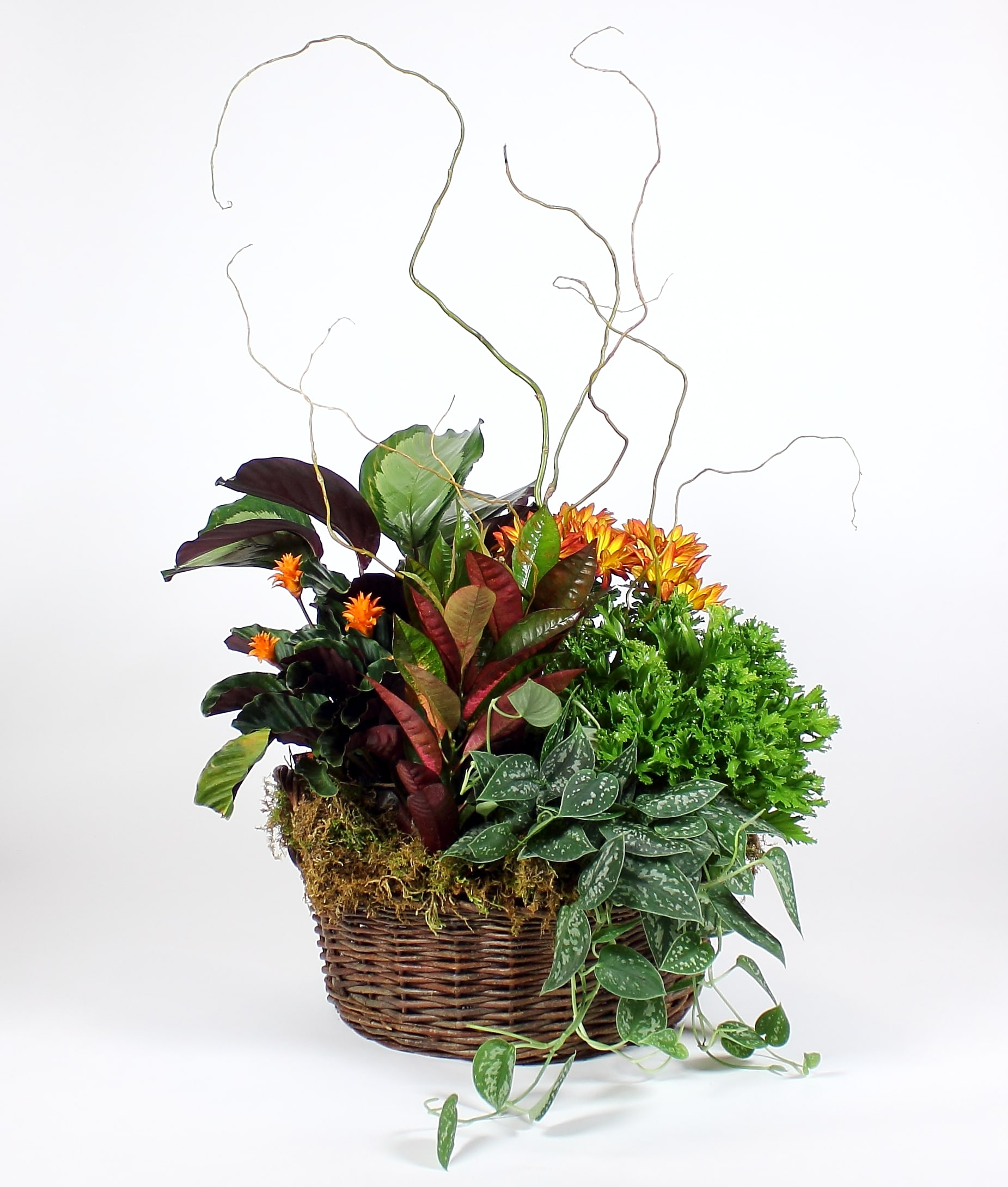 Mixed potted plant arrangement in a wicker basket with curly branches