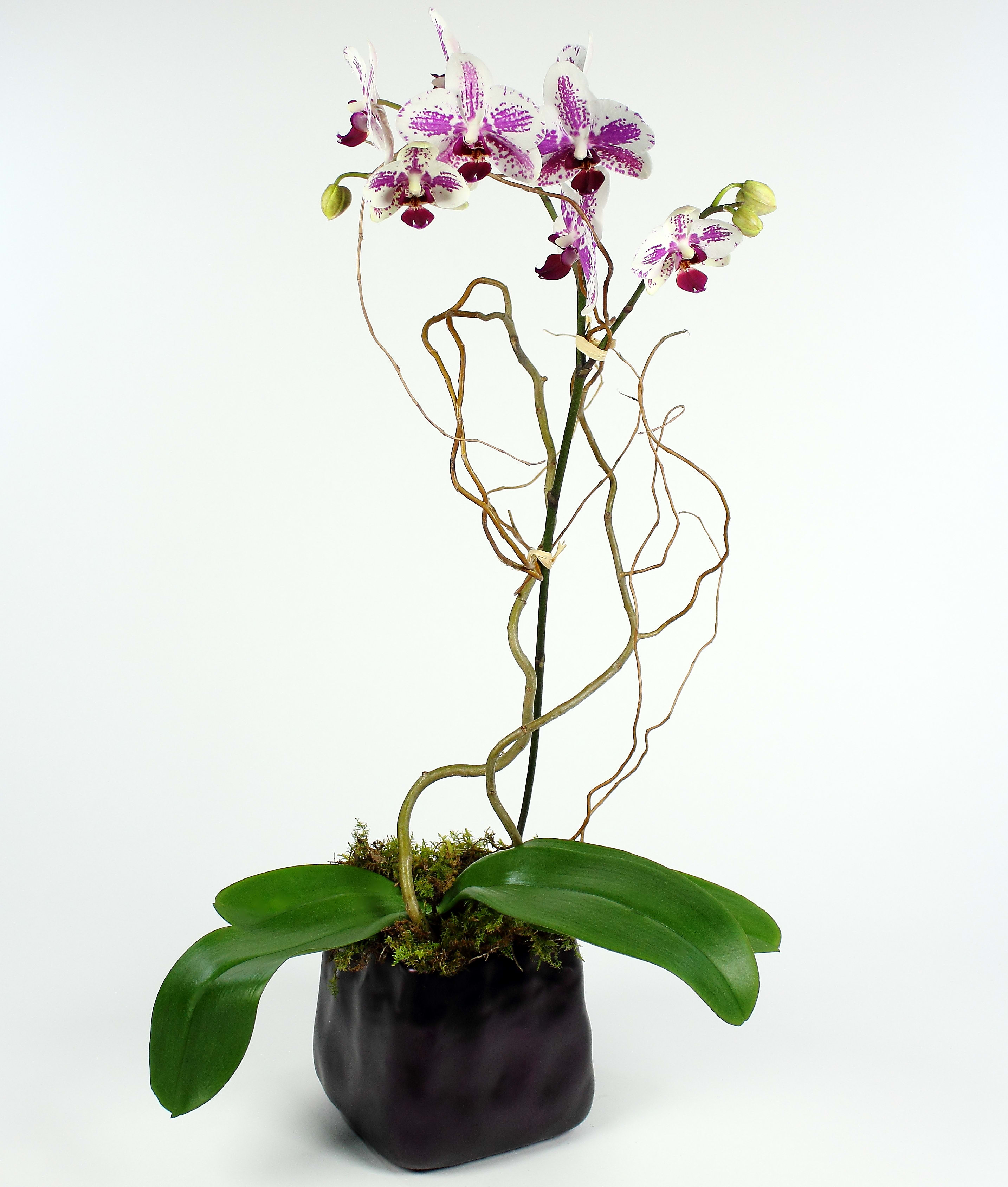 Potted orchid with white and purple blooms in a black container