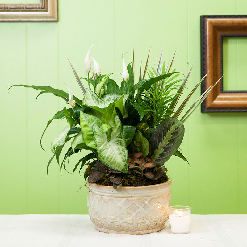 Potted green plant arrangement with white blooms in a decorative ceramic container