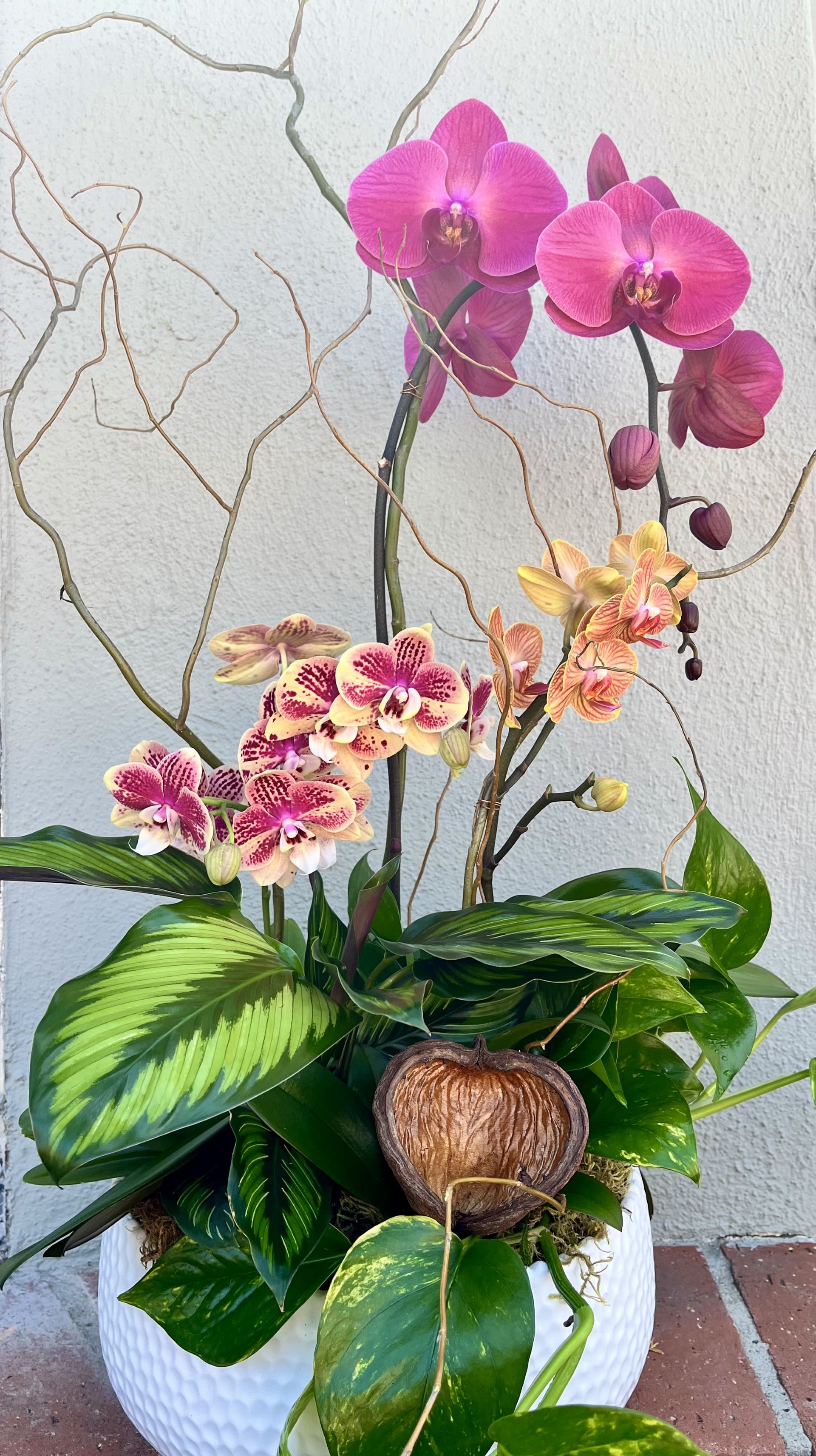 Colorful Orchid Garden - This gorgeous display of one standard phalaenopsis orchid, two minis, and 2 green plants comes arranged in a ceramic pot and is accented with curly willow, moss, and a badam nut or lotus pod. Perfect for any occasion!