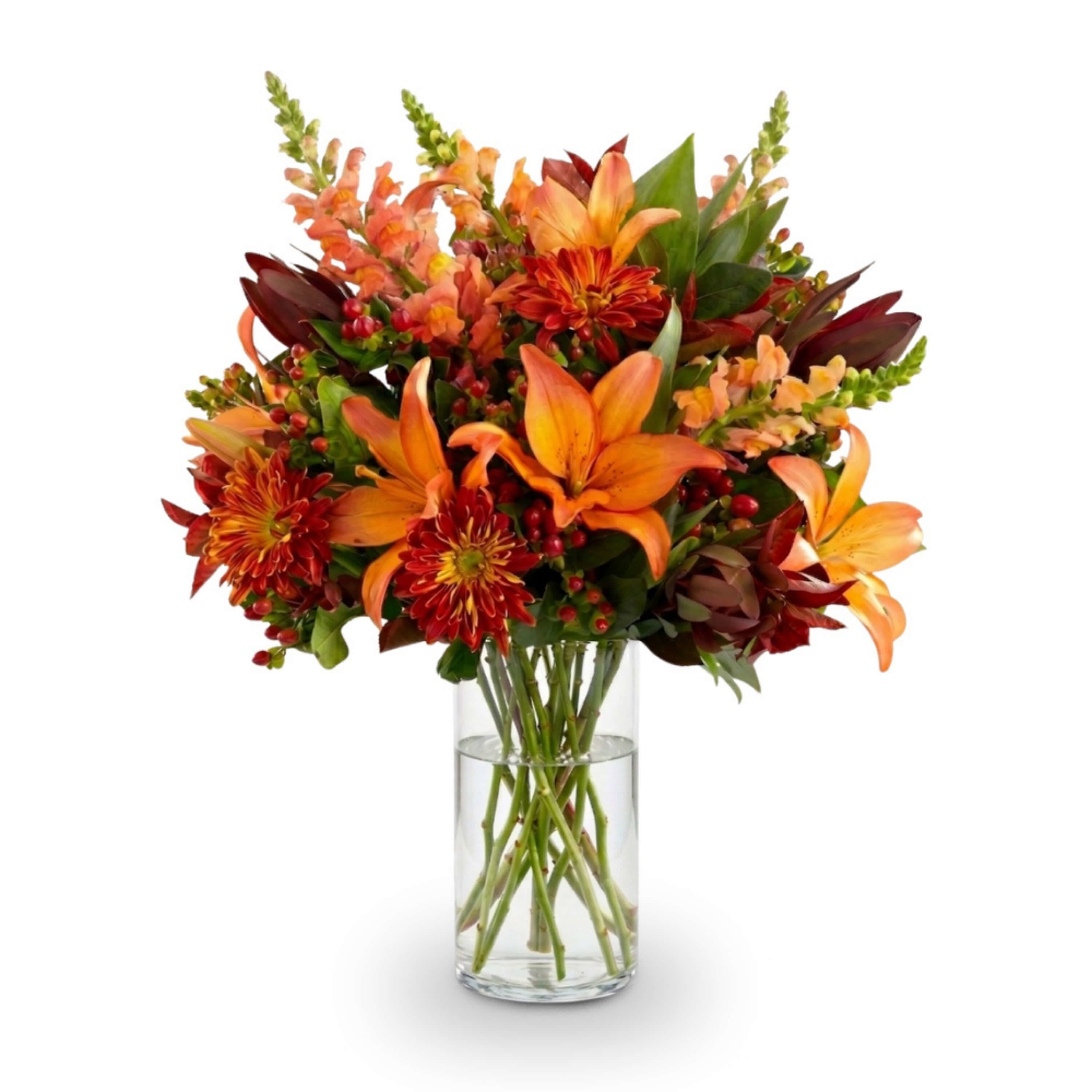Amber Radiance Harvest Bouquet - A vibrant celebration of autumn's richest tones, this striking arrangement blends fiery orange Asiatic lilies with deep bronze cushion chrysanthemums and stately peach snapdragons. Tucked among these dramatic blooms are exotic burgundy leucadendron stems and clusters of glossy red hypericum berries, all beautifully displayed within a contemporary clear glass cylinder vase. This arrangement radiates a sophisticated, cozy energy, making it an exceptional focal piece for any seasonal gathering.