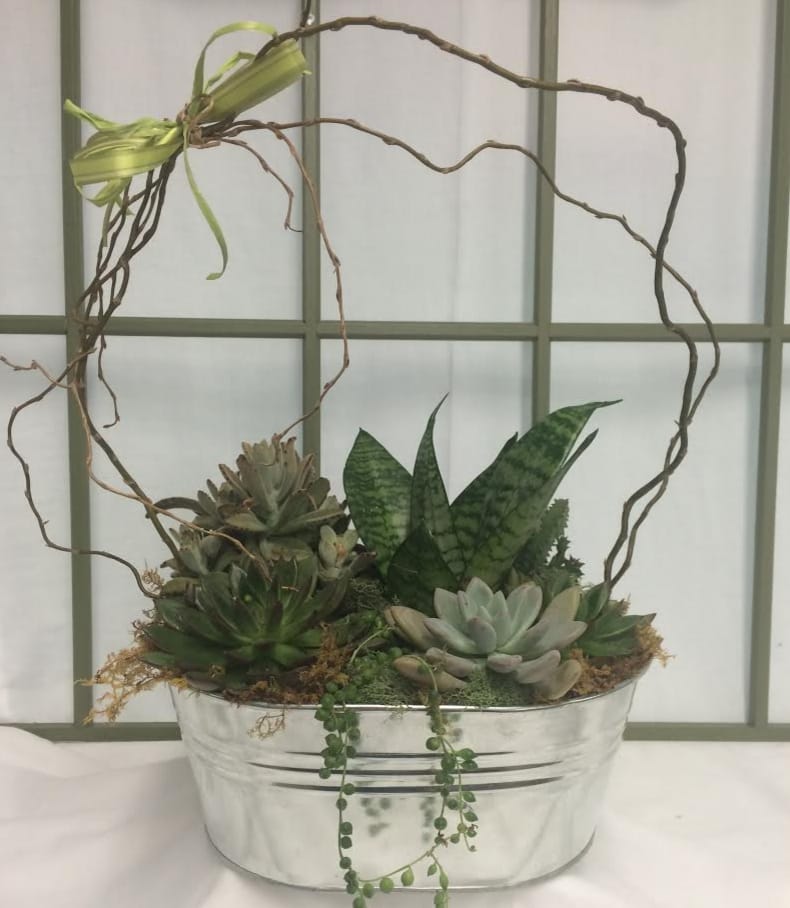 Succulent arrangement in a silver metal container with a twig heart frame