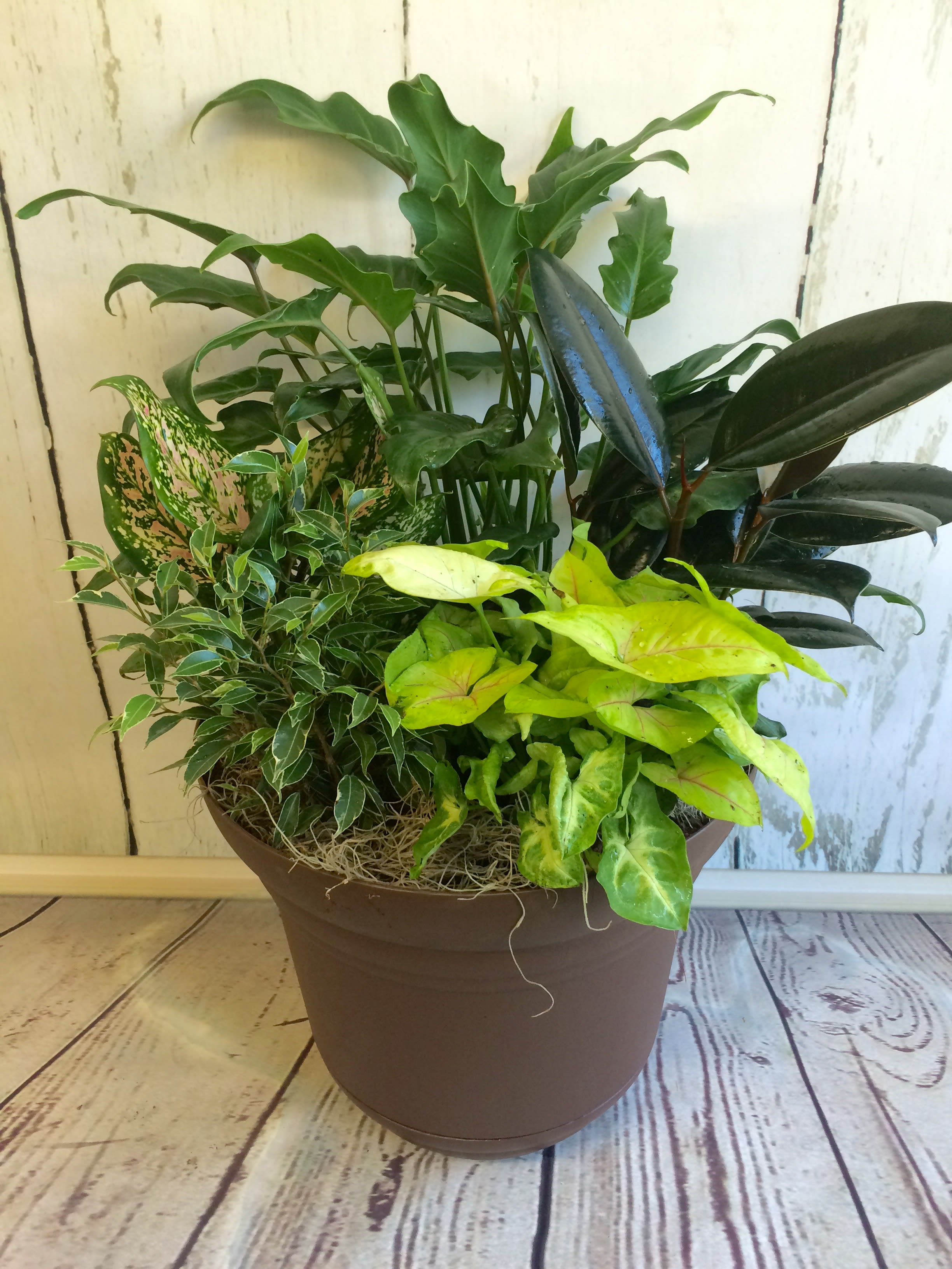 Mixed potted houseplants in a brown planter