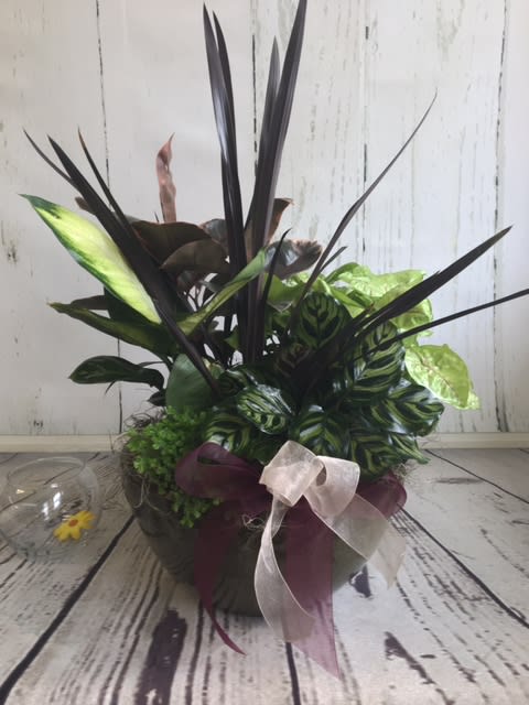 Potted tropical foliage arrangement with a ribbon bow
