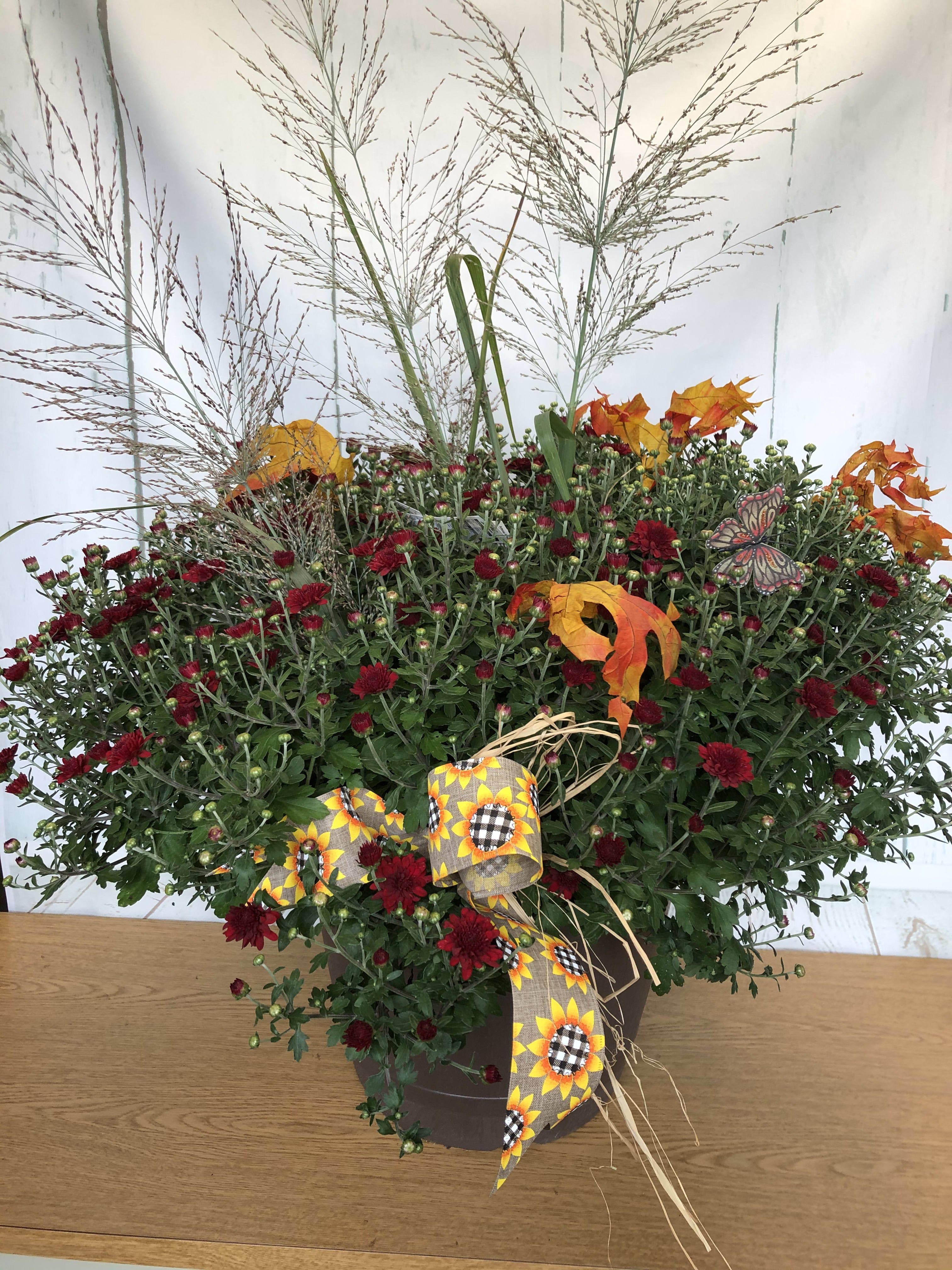 Magnificent Fall Mum - The perfect gift for a variety of sentiments: Welcome, Thank You, Congratulations, Happy Birthday, With Sympathy. This beautiful fall Mega Mum is homegrown in our very own greenhouses.  Fall twigs or natural grasses with preserved leaves accent this one of kind bloomer.  We add a touch of fall ribbon.  Each planter is unique and one of a kind.  Colors of mums and decorations WILL VARY based upon availability at the time of your order. Floral, plant, and hard good substitutions may be made as needed depending on availability. If you have any questions about your order, please call us and we will be happy to speak with you about your selection.