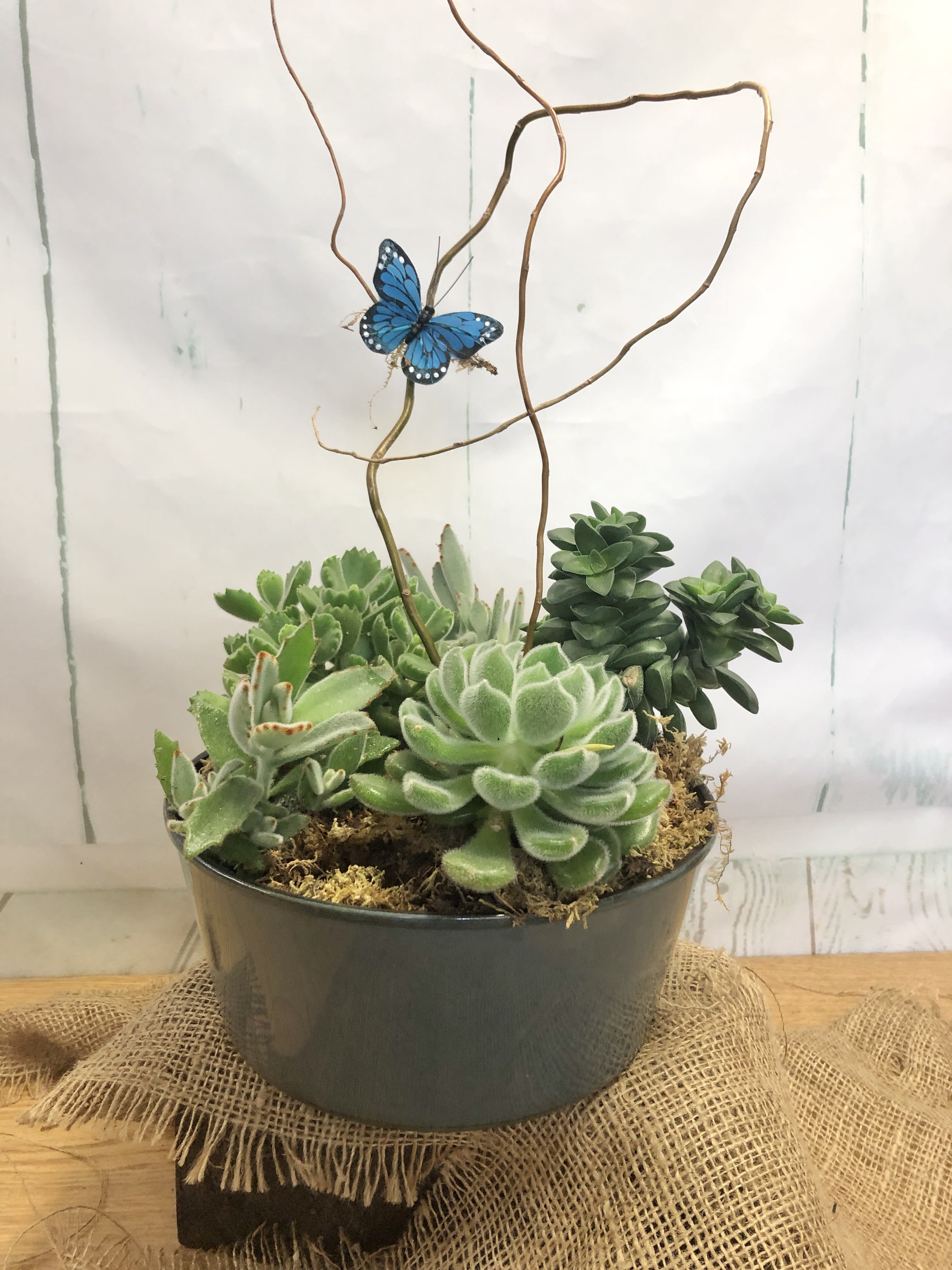 Potted succulent arrangement with a blue butterfly decoration