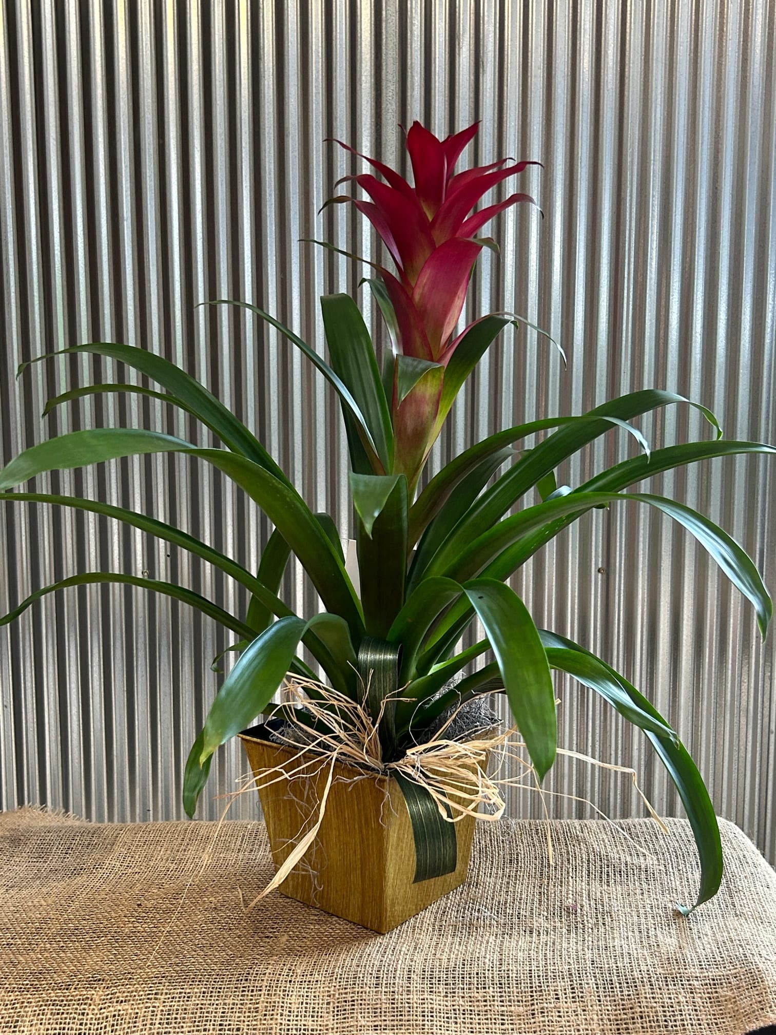Potted bromeliad with red bloom and long green leaves