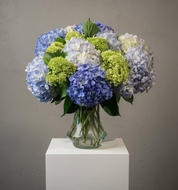 Seaside  - Blue green blooms abundant .. blossoms of hydrangea in shades of blue and spring green are mounded together to create a generous and beautiful bouquet suitable for expressing your love. Approx 20"x20"x20" 