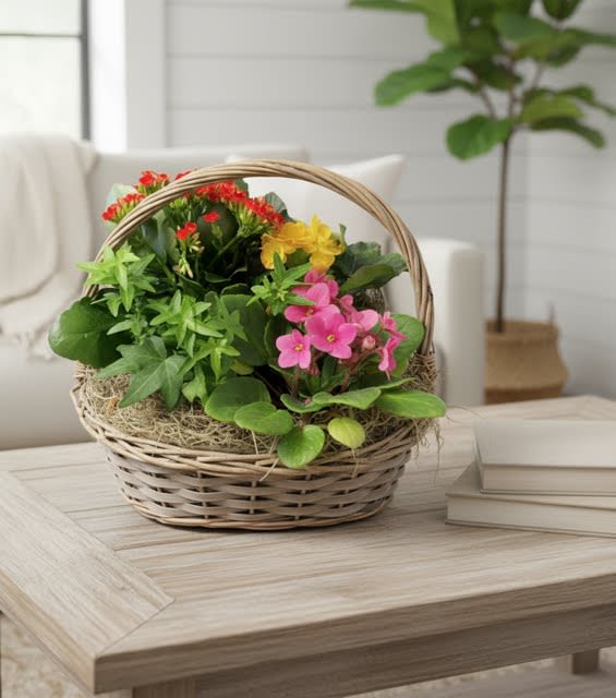 Blooming Plant Basket (containers and colors vary) - A sweet woven basket gathering of blooming and green plants .  Approx 12x12x8
