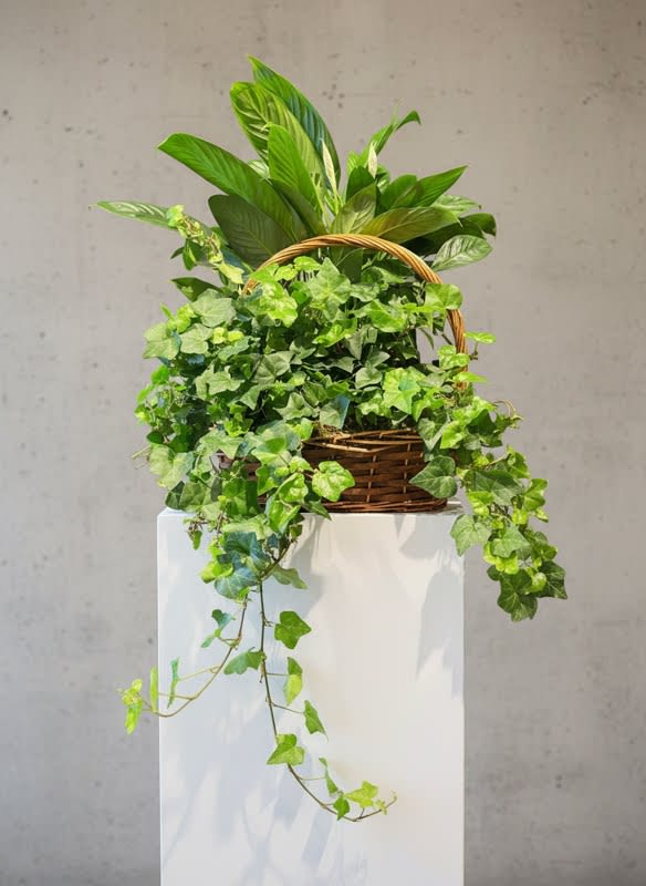 Green Garden Basket (Standard Version) Plants/Containers Vary - Lush shades of emerald green from these lovely house plants are sure to brighten your loved one's face. We gather premium plants and place them in a select basket or container. Basket colors and style as well as varieties of plant material will vary depending upon seasonal availability. (Photo shown is the Standard version) Approx size is 20" x 22"