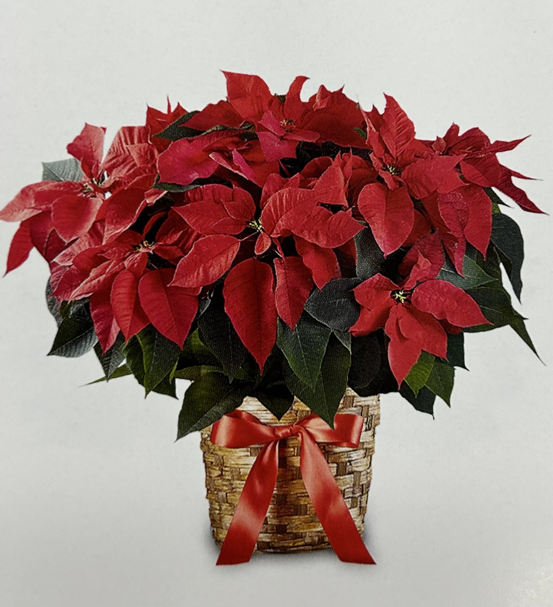 Potted poinsettia arrangement in a woven basket with a red ribbon