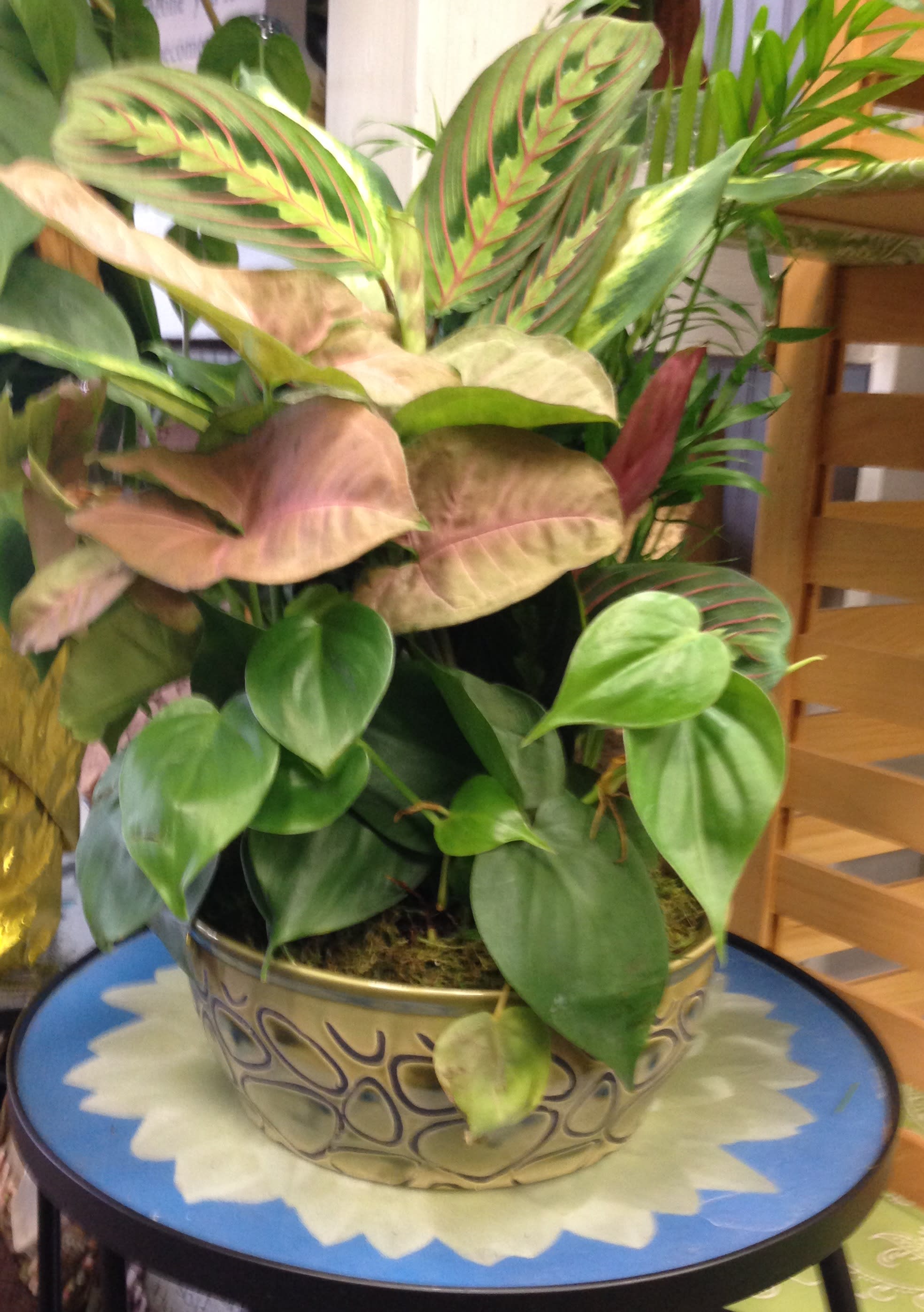 Potted tropical foliage arrangement in a decorative bowl