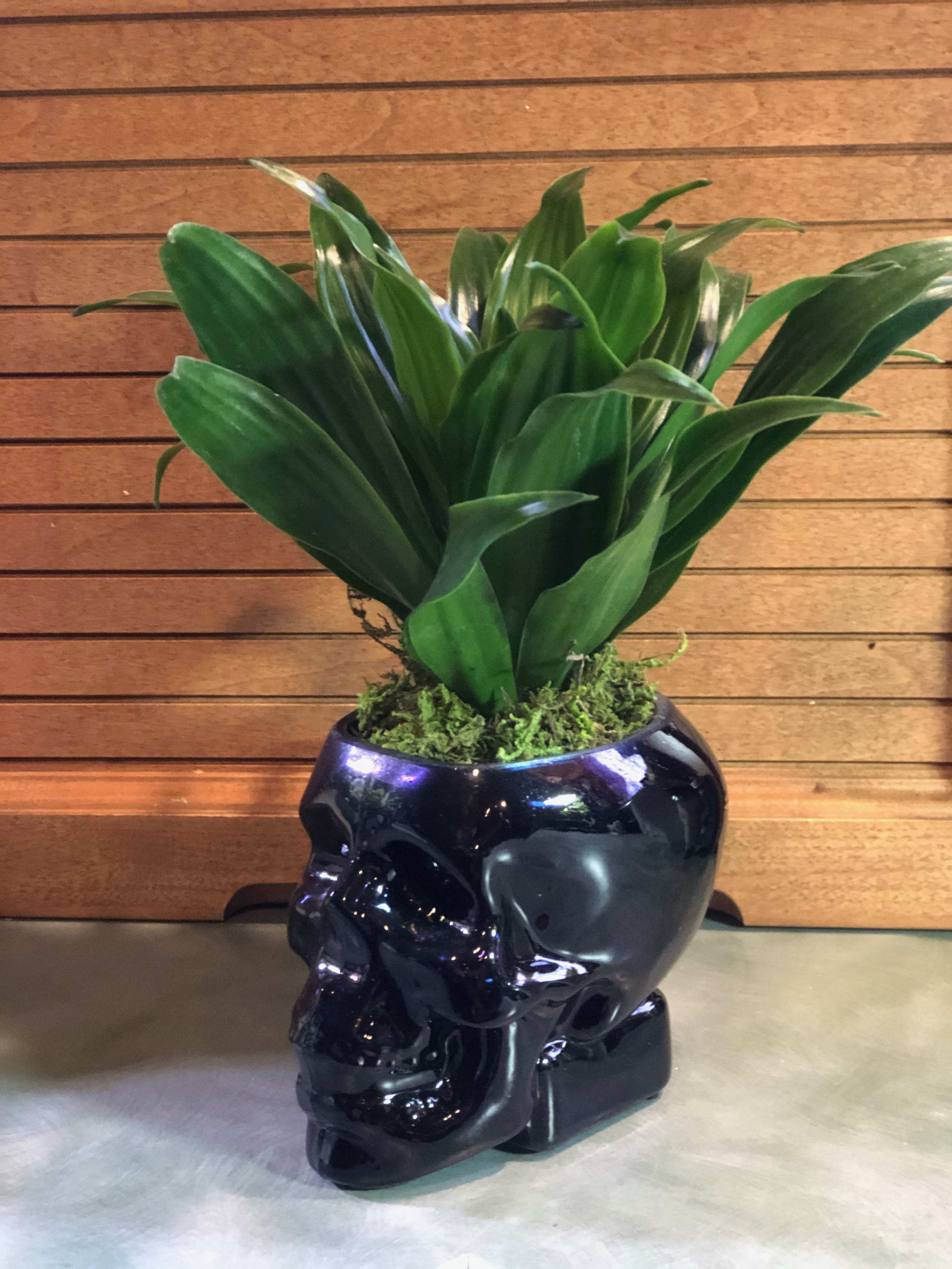 Skull Planter - Our skull planter comes complete with a living green plant, ceramic container filled with sand, soil and fertilizer for a full year of growing. Overall size: approximately 8" tall and growing. (plant may vary from one shown.) 