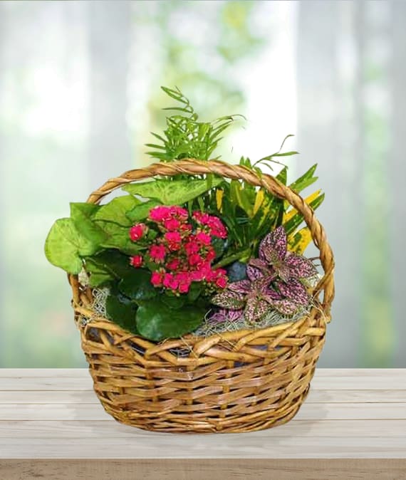 Mixed Plant Basket - Send a little garden to somebody. A mix of flowering plants and greenery make an excellent gift for father's day or as a way to say thank you.