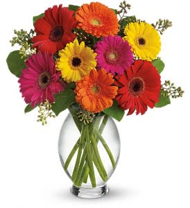Colorful gerbera daisies arranged in a clear glass vase