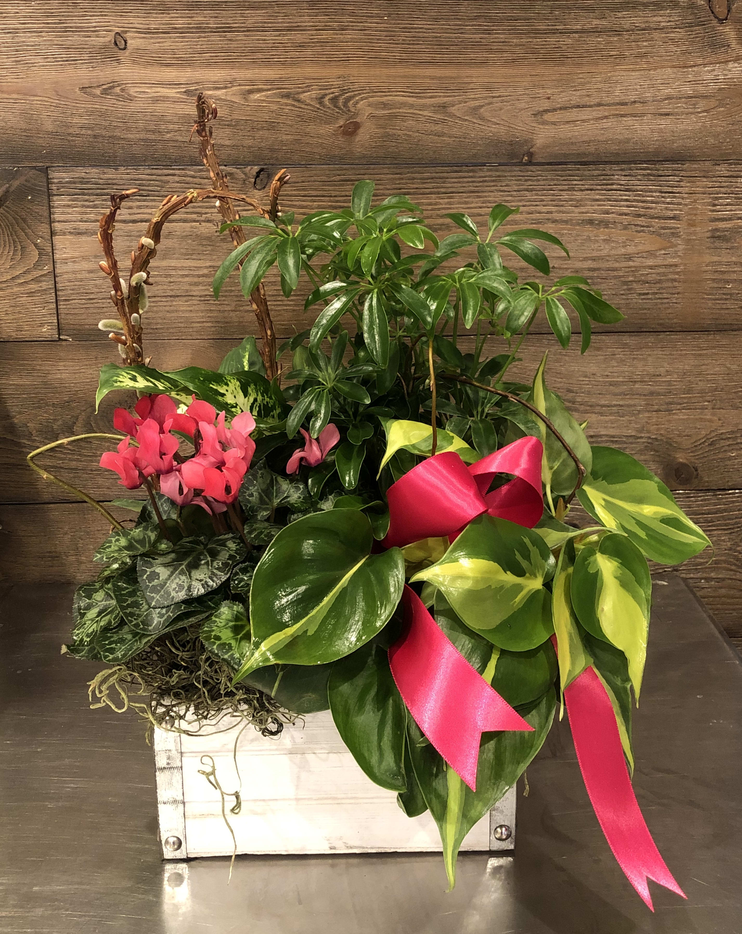 Mixed potted plants in a white wooden box with pink ribbon
