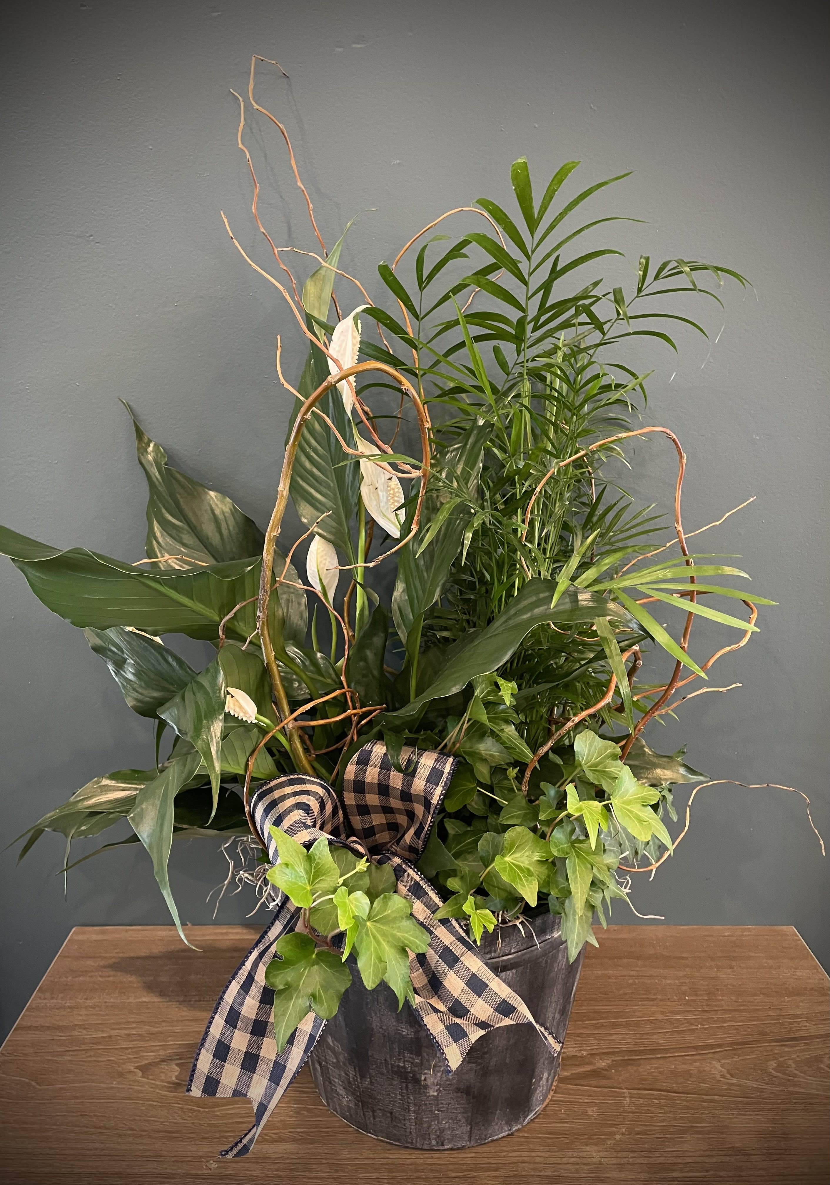 Mixed green plant arrangement in a black pot with a plaid ribbon