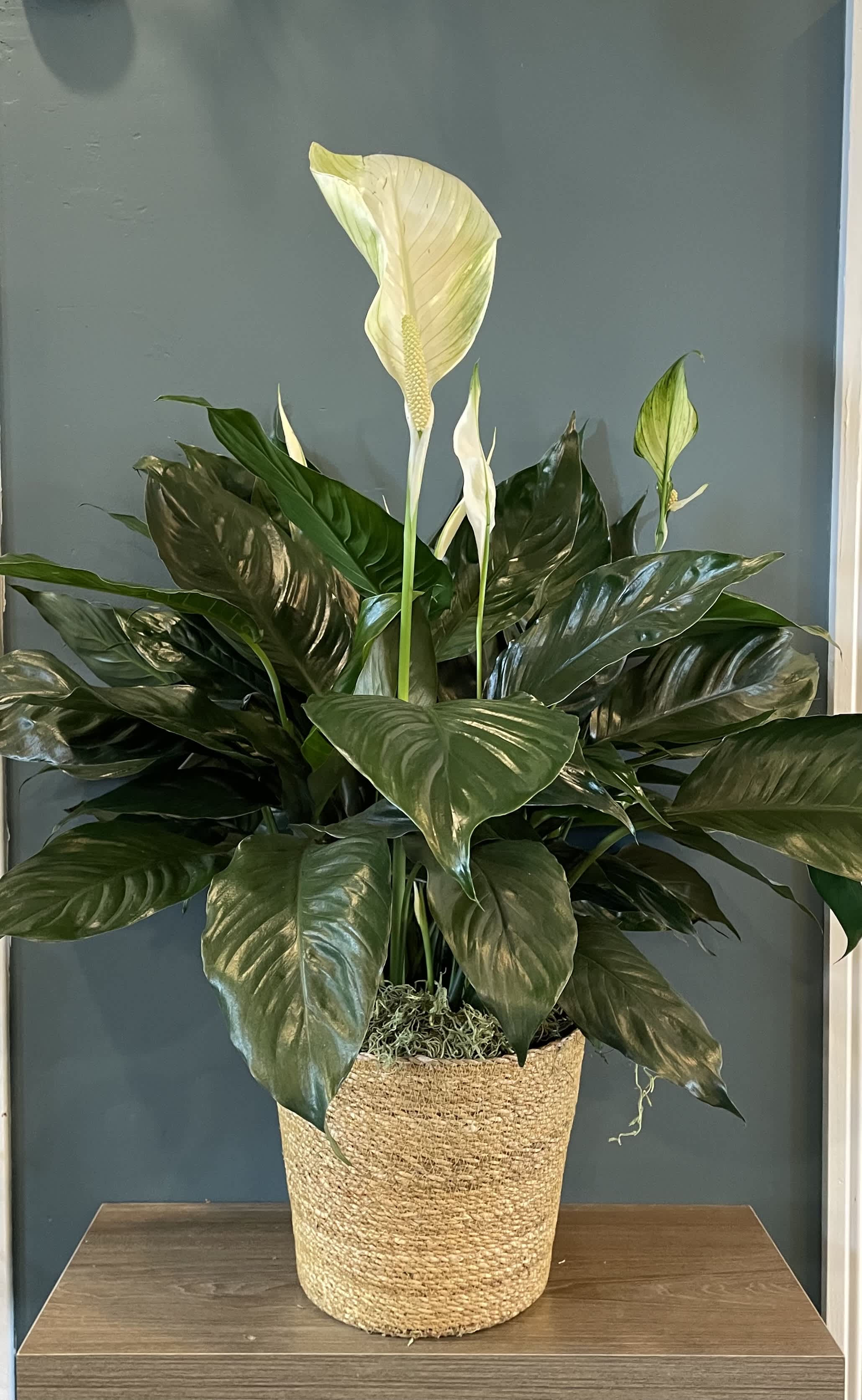 Potted peace lily with white blooms in a woven basket planter