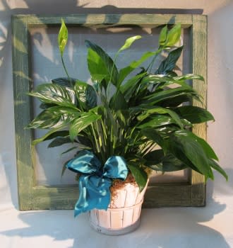Potted green houseplant with a blue ribbon in a white container