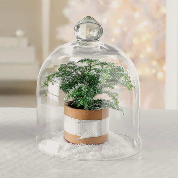 Christmas Cloche - Capture the holiday spirit with this tabletop mini-tree with glass cloche.