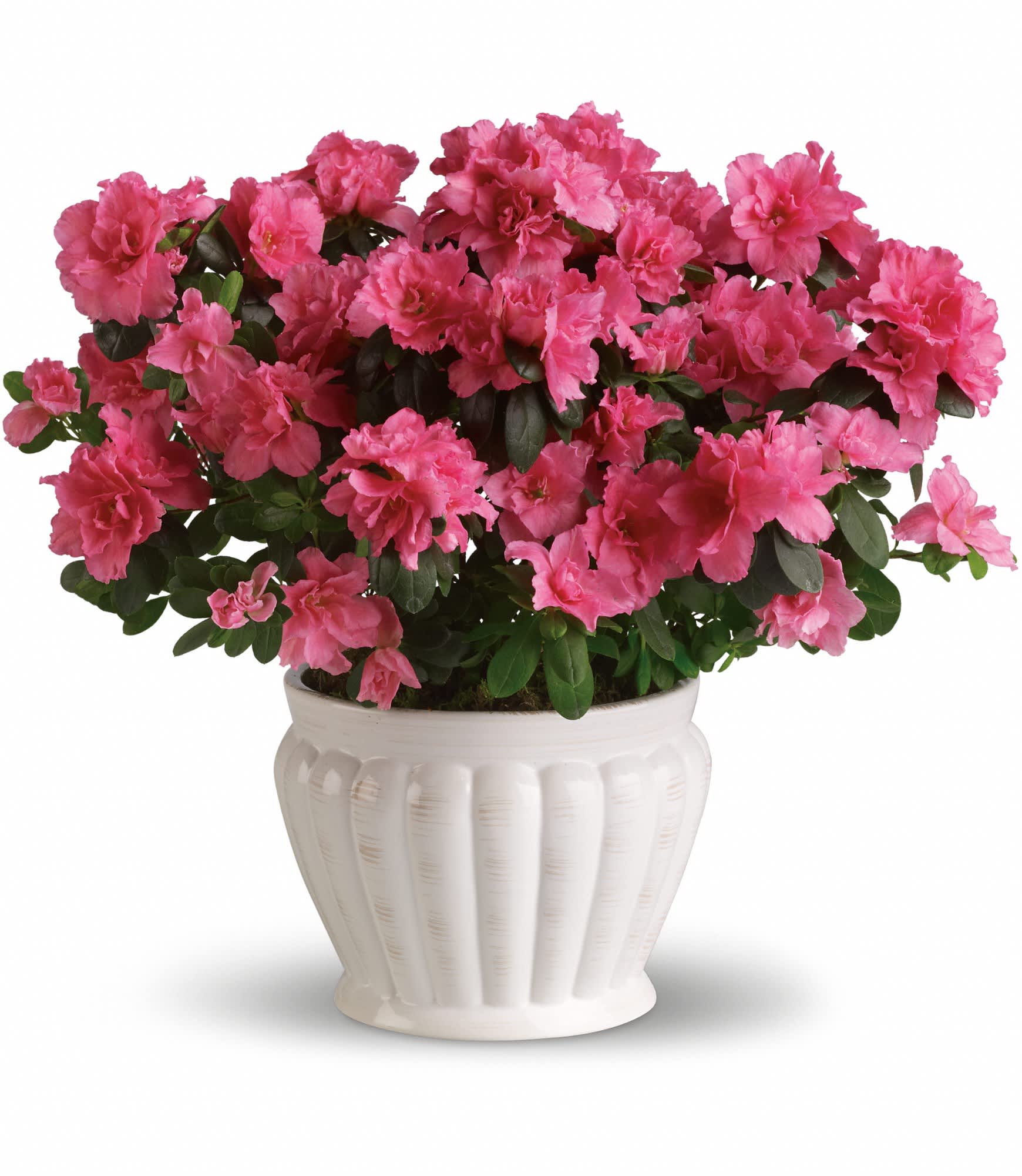 Pretty in Pink Azalea - This pretty azalea serves up a plethora of pink petals. Absolutely stunning as an indoor plant, it can also be planted outside and enjoyed for years to come. What a perfect present!    A beautifully robust pink azalea is hand-delivered in a lovely white ceramic ribbed planter. Think pink!    Approximately 17" W x 15 1/2" H    Orientation: N/A    As Shown : T91-3A