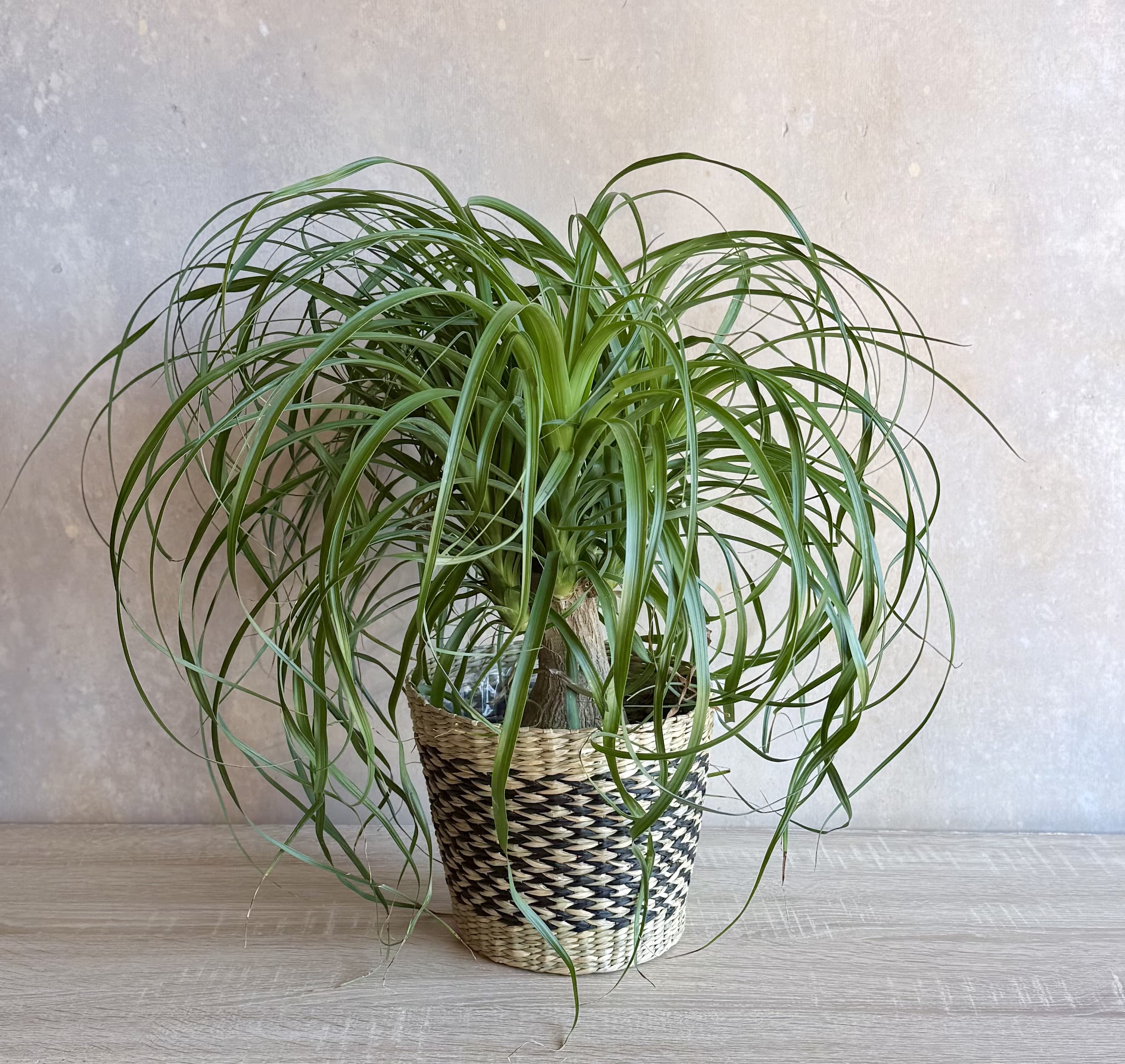6” Pony tail palm plant  - A fun and easy care green plant. Measures about 24” tall and is a 6” pot size. Arrives in the decorative container but can be changed upon request 