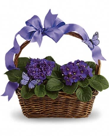 Violets And Butterflies - Velvety violets, beautiful butterflies, a radiant ribbon and a basketful of delight. This gift delivers so much and it's perfect for so many occasions. Think birthdays, baby showers, showering someone with love. When it comes to this basket, it's all good! Two pretty African violet plants are nestled into a ribbon-wrapped handled basket. Lovely purple butterflies top off this wonderful gift.