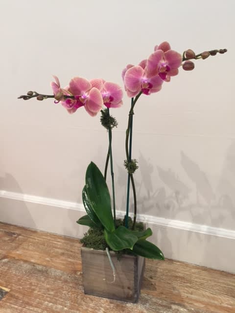 Pink orchids in a square wooden planter with broad green leaves