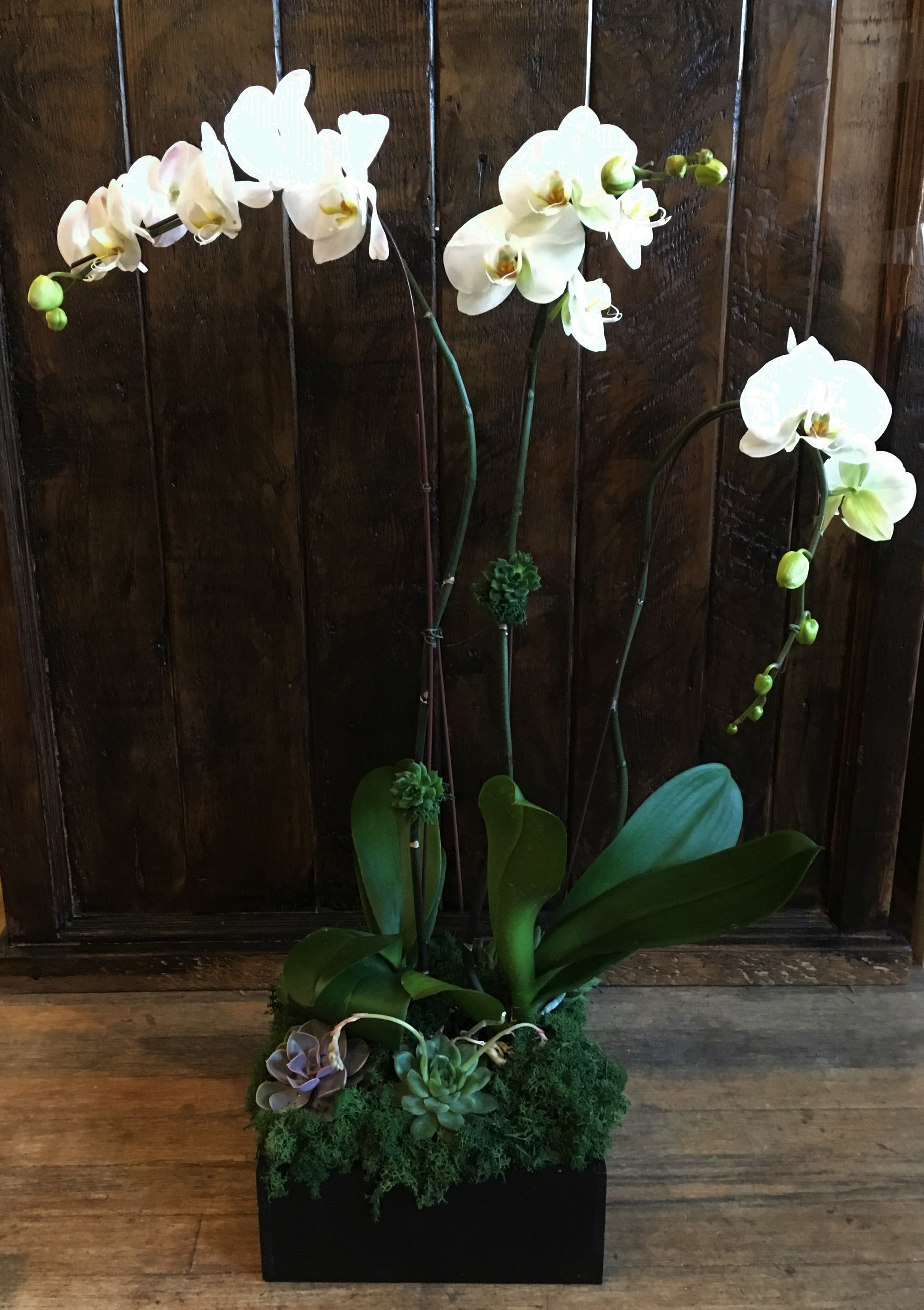 White orchids in a black planter with succulents and moss