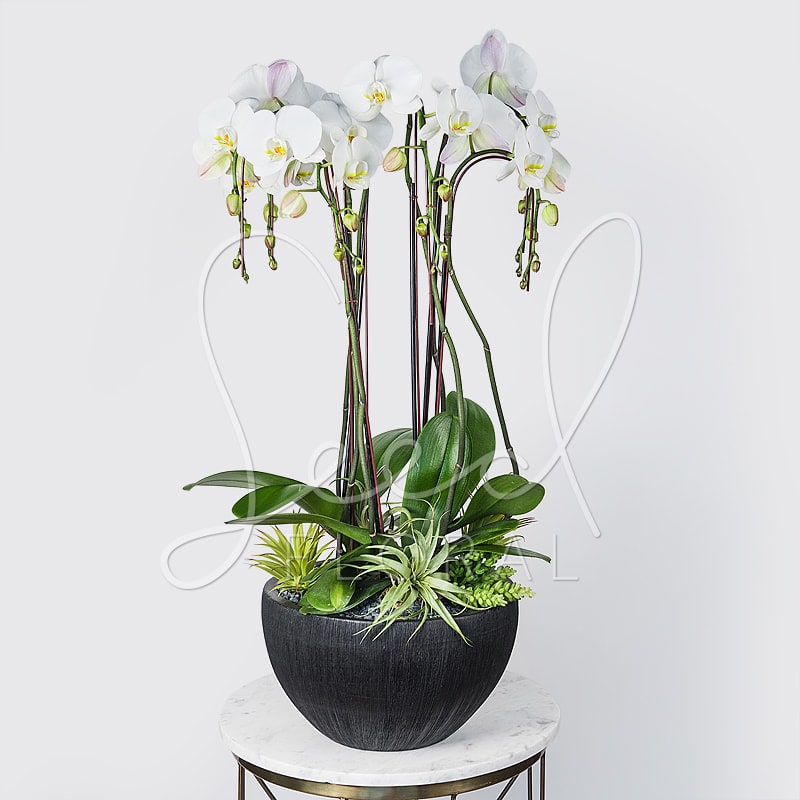 White orchids in a black bowl planter with green foliage